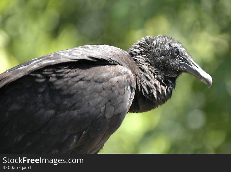 Portrait of a Black Vulture