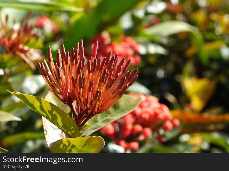 Ixora Chinensis