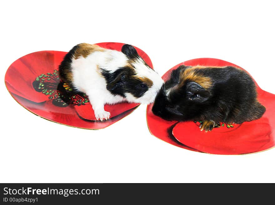 Two baby rodents on the heart-shaped plates (Listen to me...)