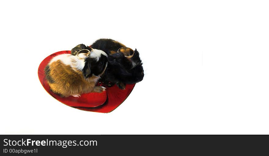 Two little angels (baby rodents on the heart-shaped plates with wedding rings isolated)