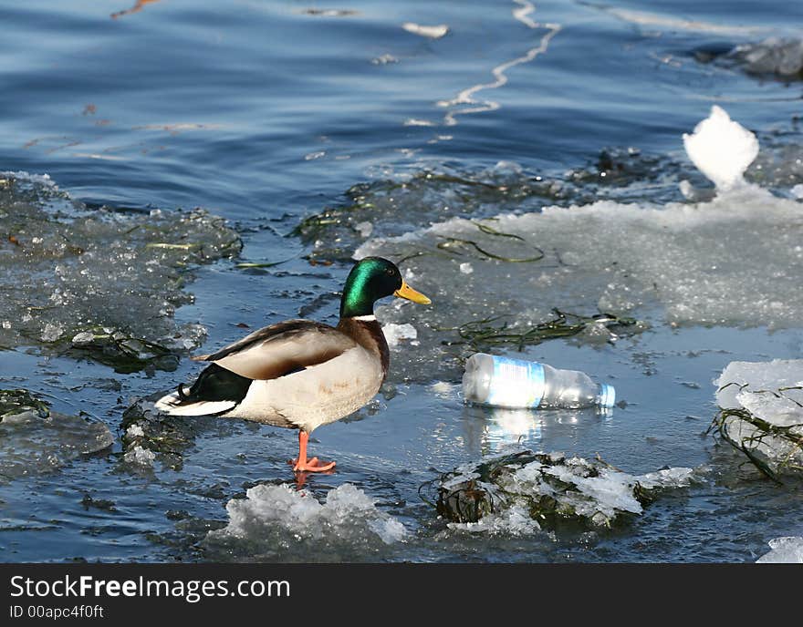 Duck and boat on ice