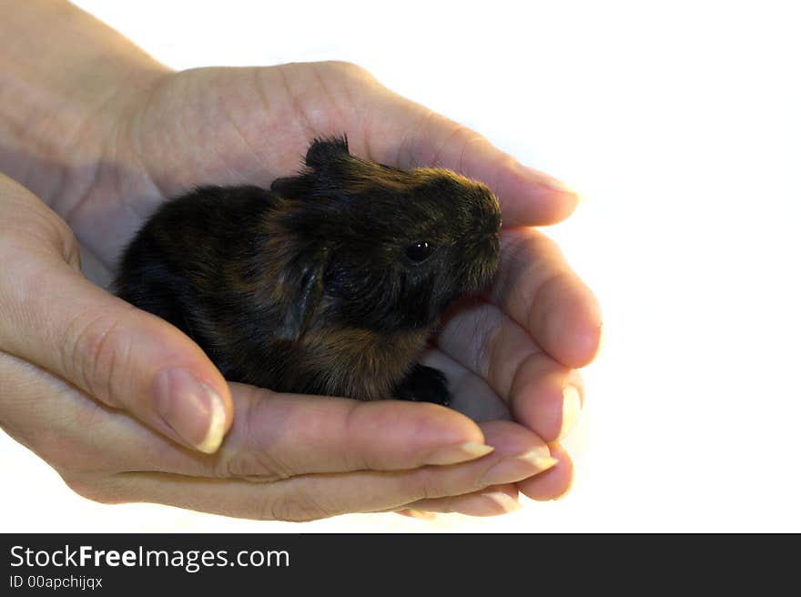 Holding a newborn in a hand (give shelter)