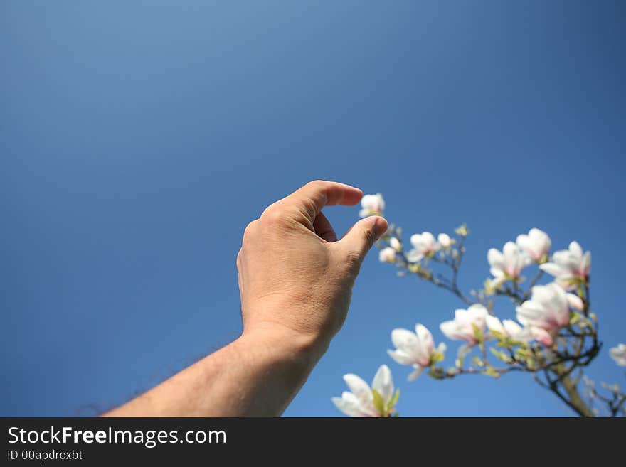 Hand and blossom trees branches in flower spring. Hand and blossom trees branches in flower spring