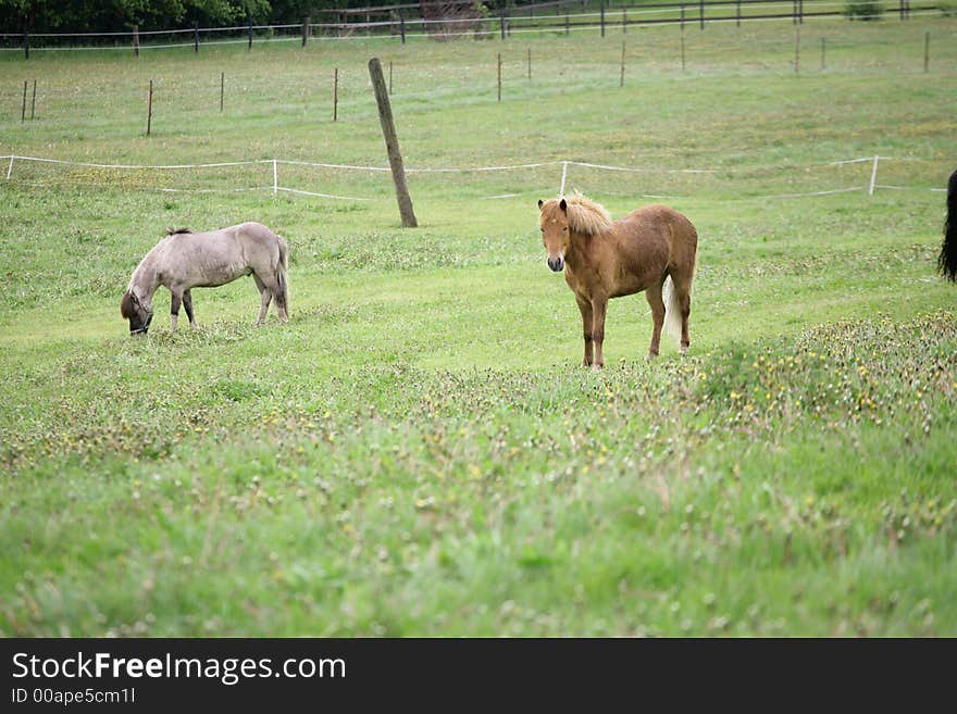 Danish horses on a field in the summer. Danish horses on a field in the summer