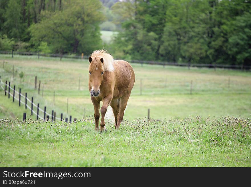 Danish horses on a field in the summer. Danish horses on a field in the summer