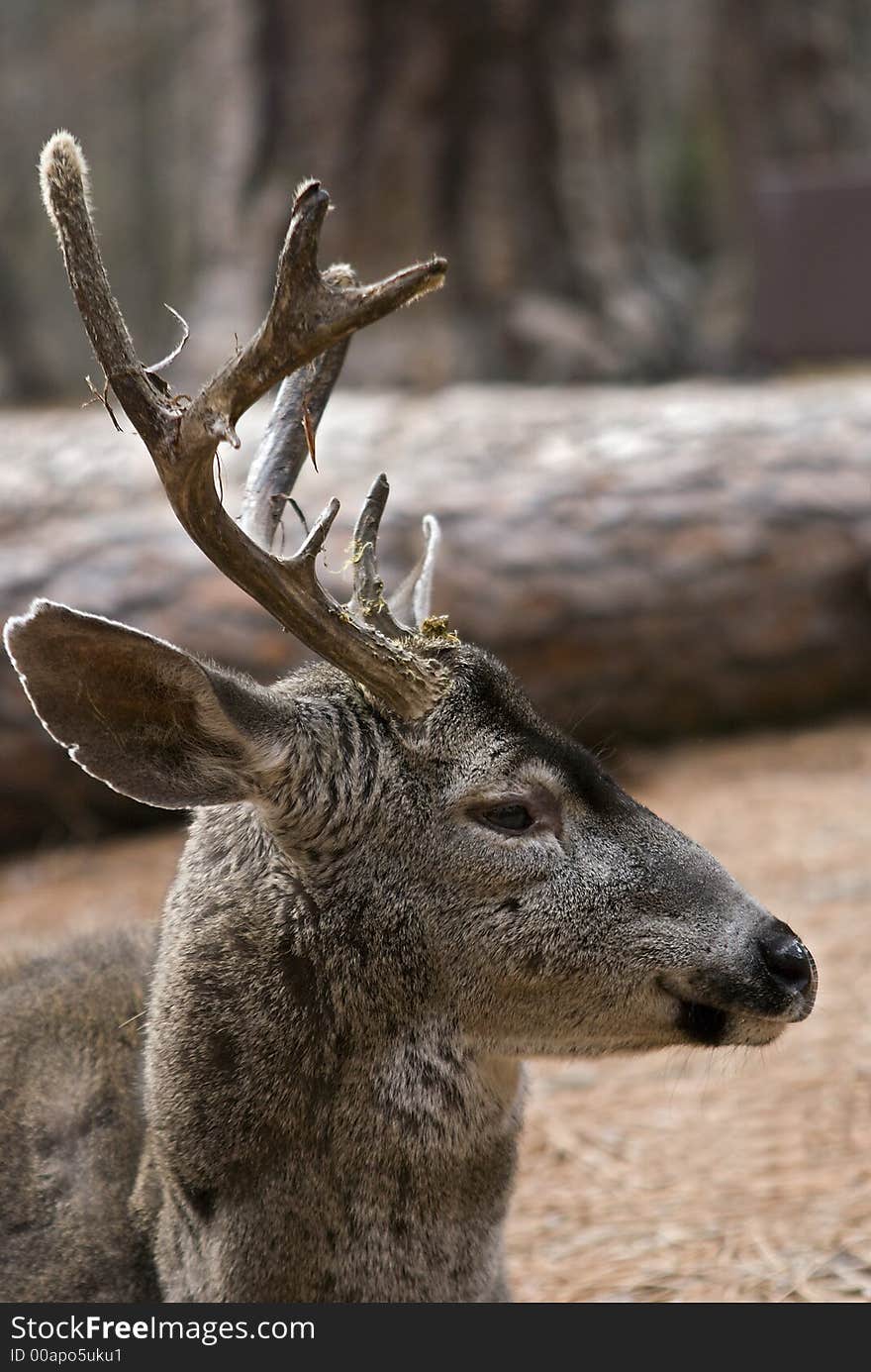 California Mule Deer Taken in Yosemite National Park. Frontal view close-up of Mule Deer bedding down on forest floor. California Mule Deer Taken in Yosemite National Park. Frontal view close-up of Mule Deer bedding down on forest floor.