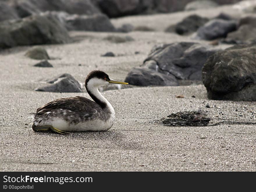 Western Grebe on beach