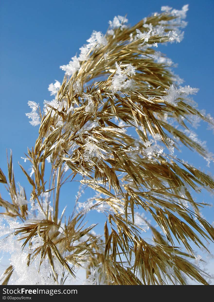 Reed in the winter