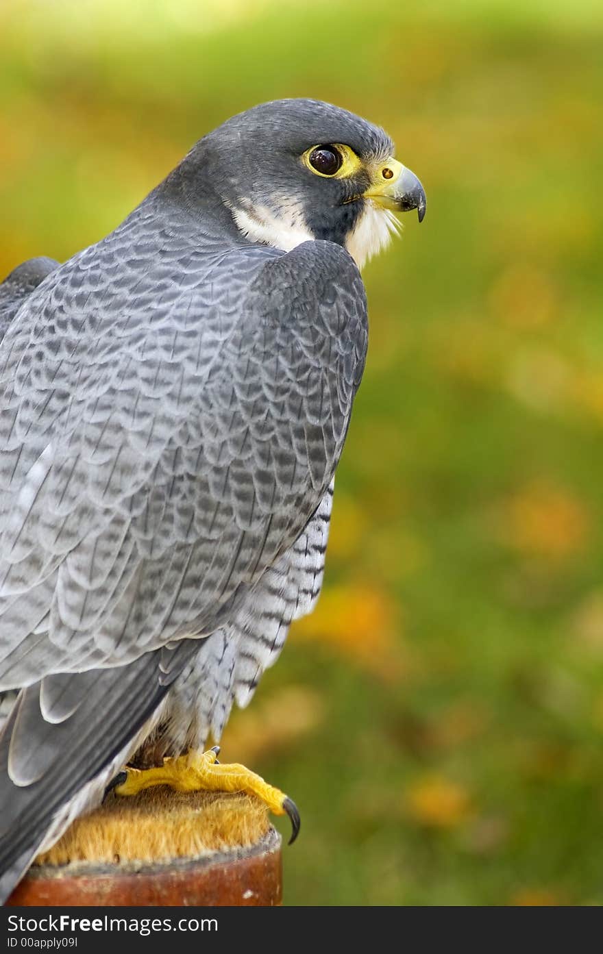 Peregrine Falcon (Falco peregrinus) Sits on Perch