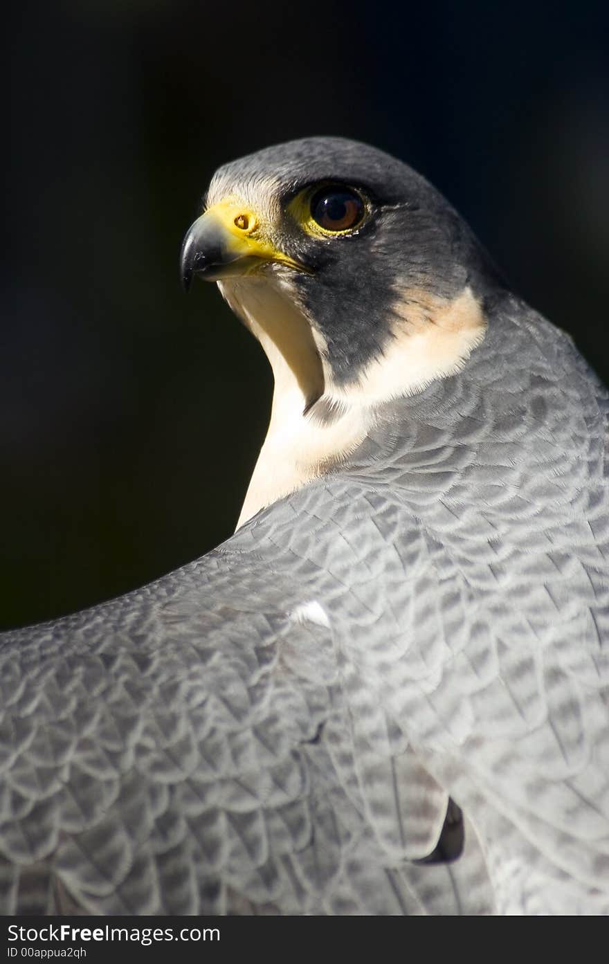 Peregrine Falcon (Falco peregrinus) profile against dark background - captive bird. Peregrine Falcon (Falco peregrinus) profile against dark background - captive bird