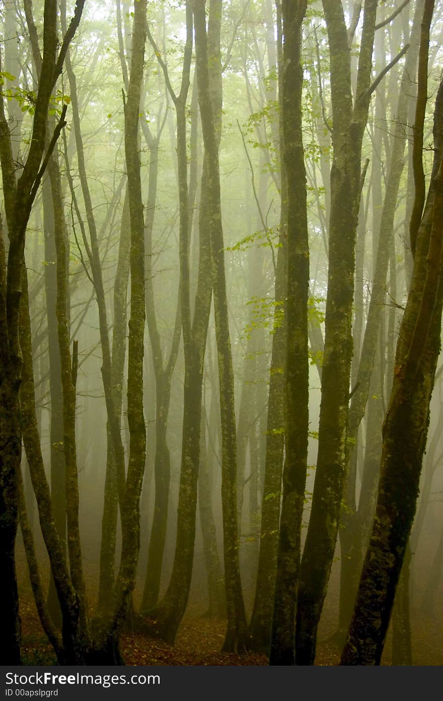 Winter forest, Italy, Calabria, Aspromonte