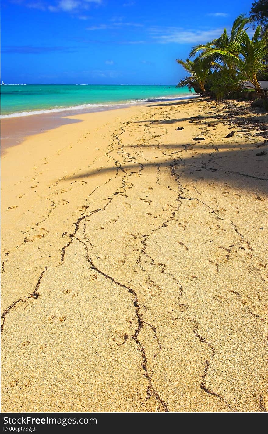 Photo of tropical beach with palms. Photo of tropical beach with palms