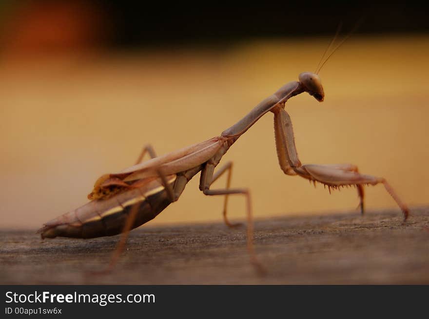 Praying Mantis Macro