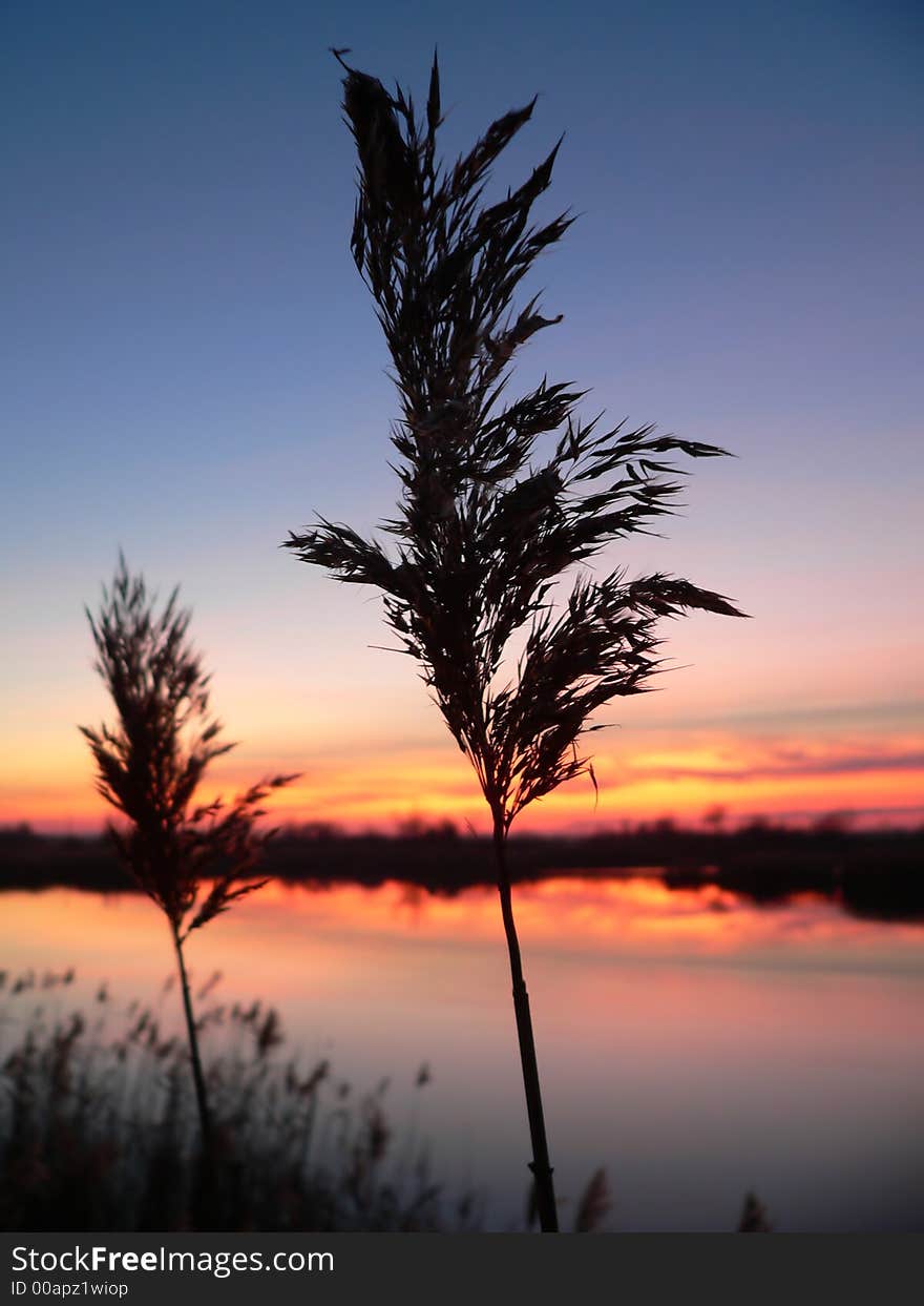 Reed silhouettes with beautiful sunrise