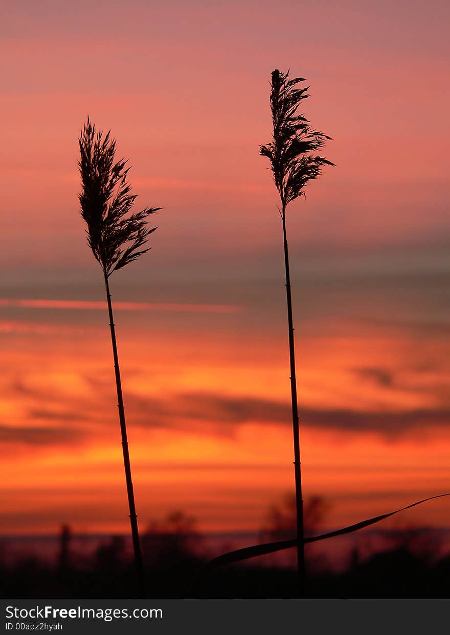 Reed silhouettes with beautiful sunrise