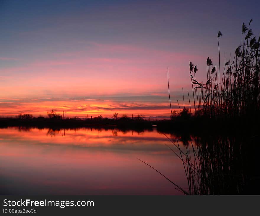 Reed silhouettes with beautiful sunrise