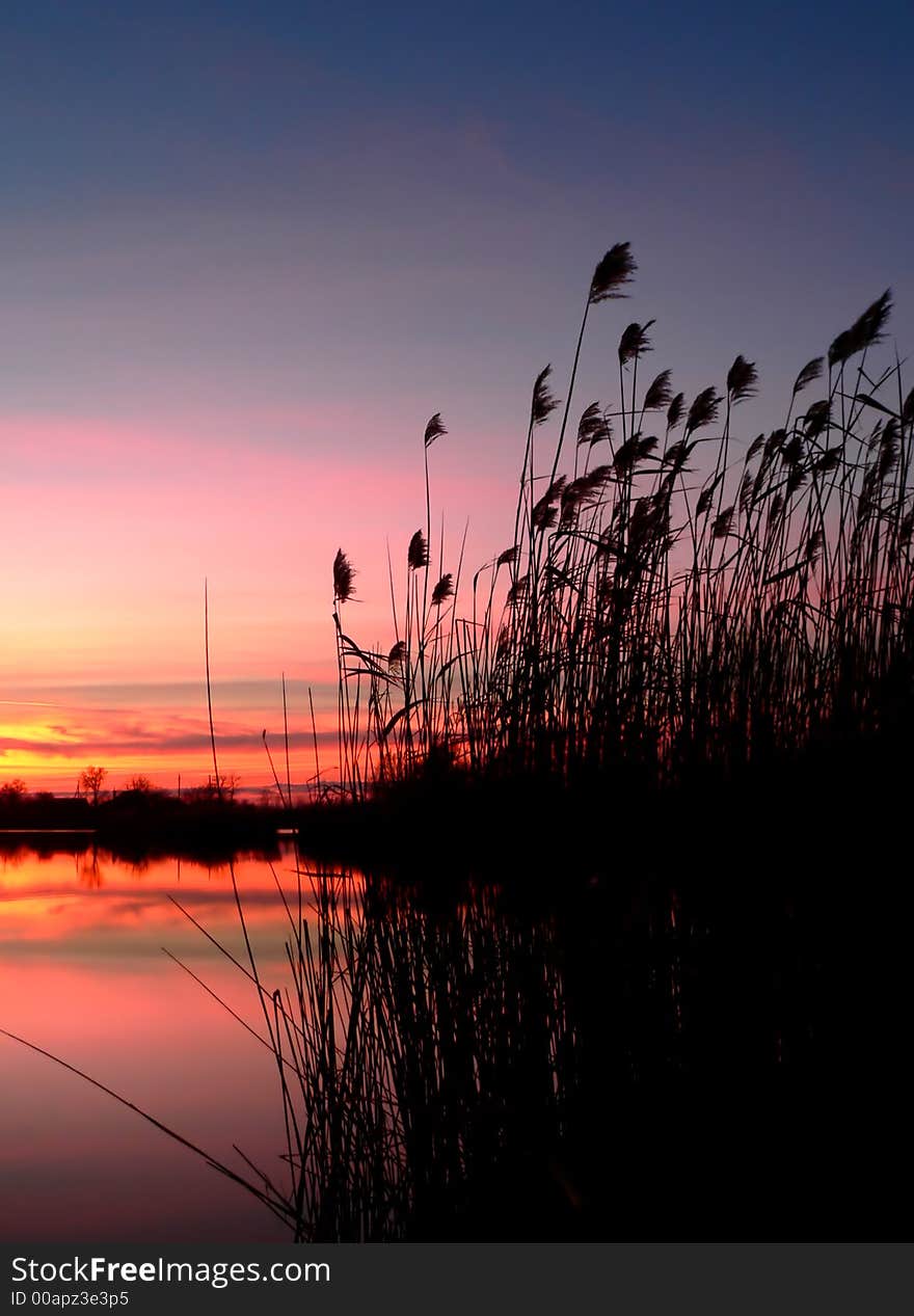 Reed silhouettes with beautiful sunrise