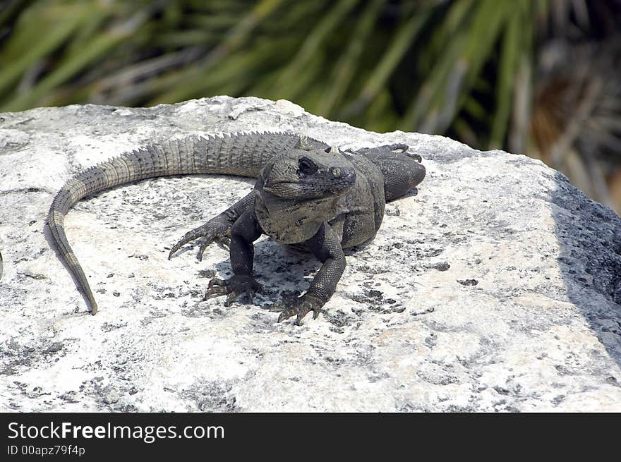 Sunning Iguana