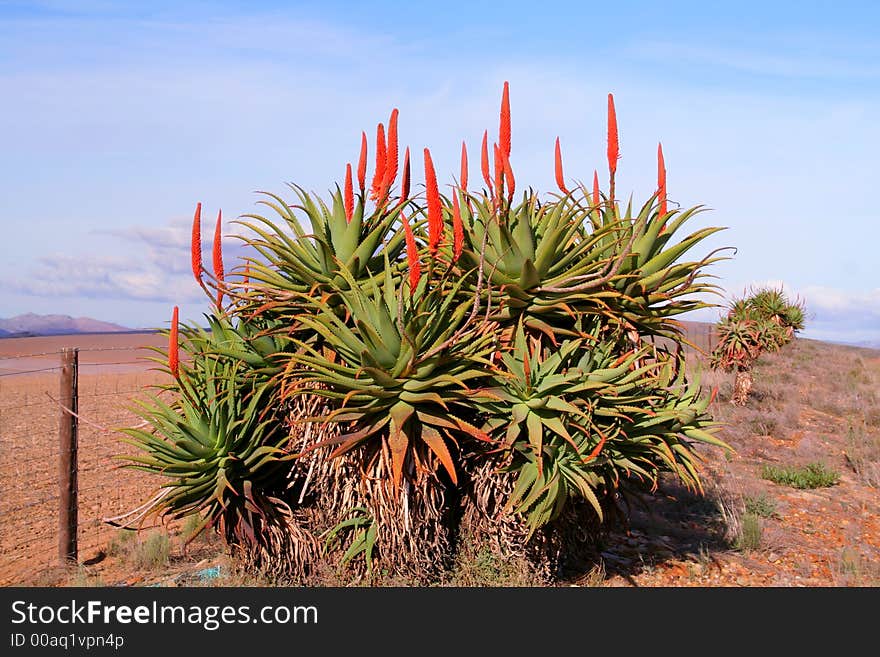 Krantz Aloe