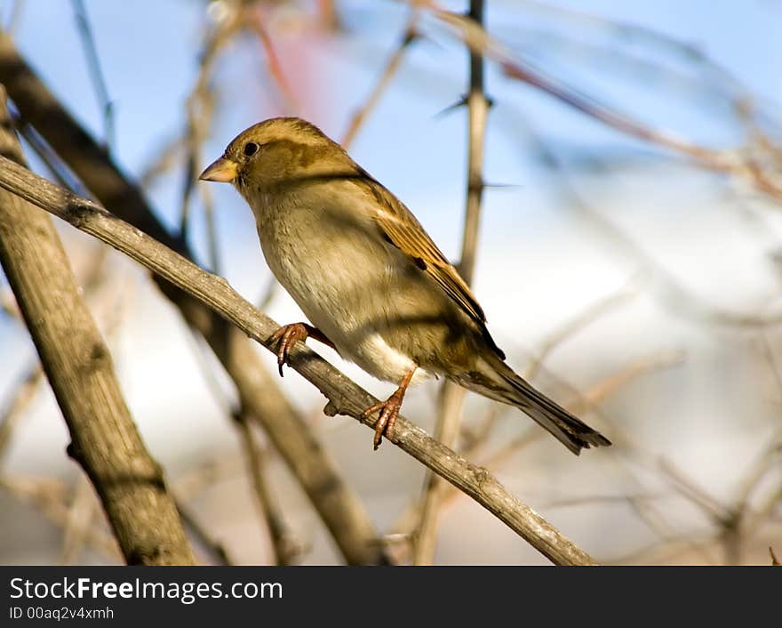 Sparrow on a branch