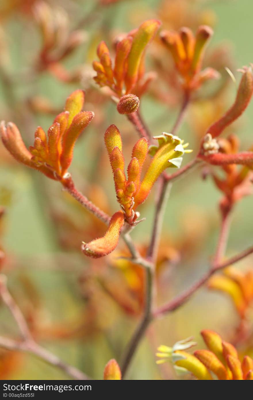 Kangaroo Paws III