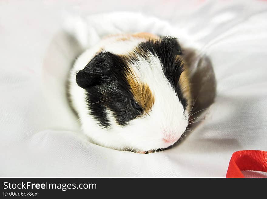 Baby Guinea Pig