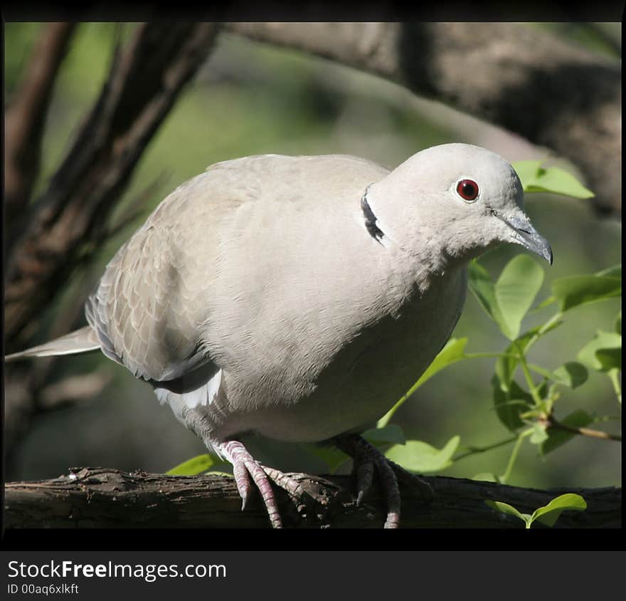 Pigeon looking through some branches, early in the morning..In the past few month i have realised that they are constantly visiting my courtyard, when they are in love!. Pigeon looking through some branches, early in the morning..In the past few month i have realised that they are constantly visiting my courtyard, when they are in love!