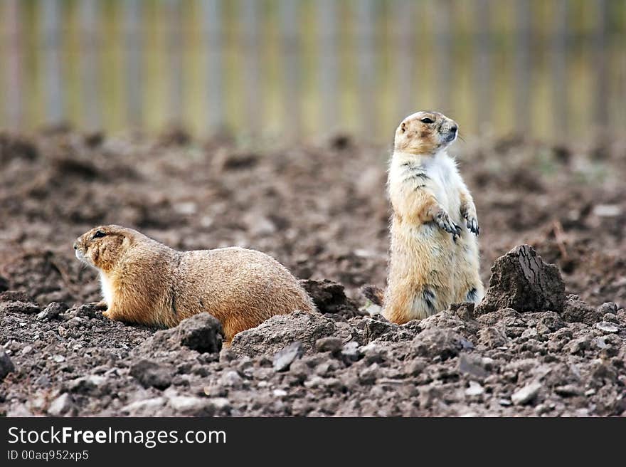 Two Prairie dogs - the small prairie dog lives in the grassland of north america