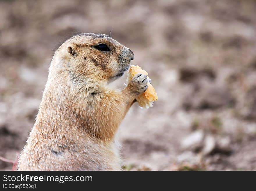 Prairie dog eating - the small prairie dog lives in the grassland of north america