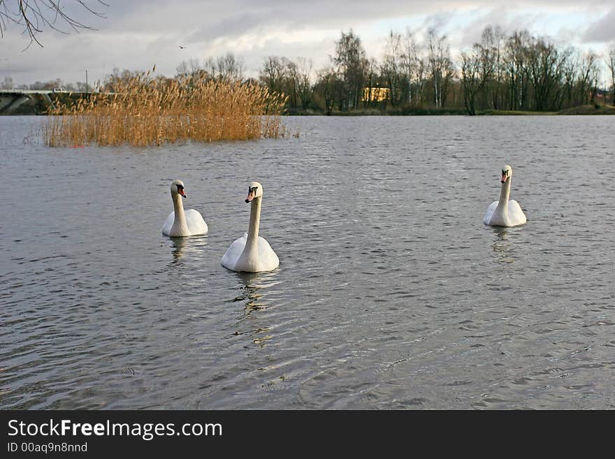 3 white swan swim across the river (Riga, Latvia). 3 white swan swim across the river (Riga, Latvia)