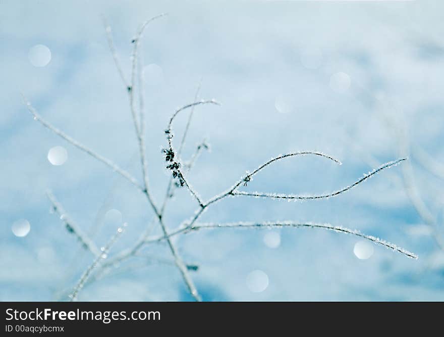 Frozen grass branch against blue snow field. Frozen grass branch against blue snow field