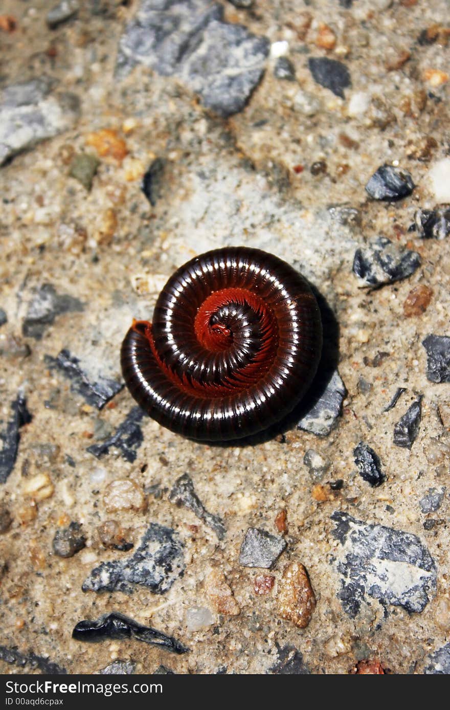 A curled millipede on rock.