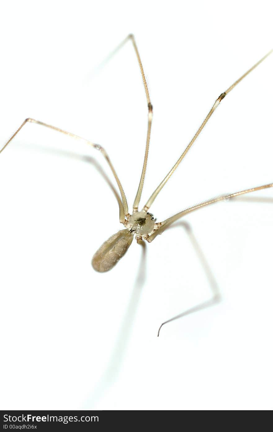 Spider with eight long legs in the white background. Spider with eight long legs in the white background.