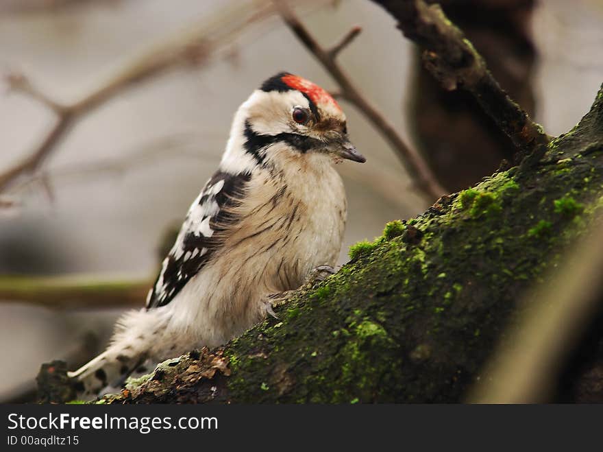 Woodpecker