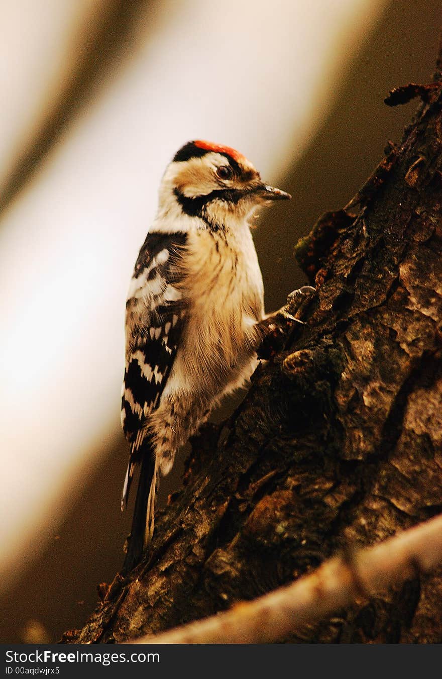 Woodpecker