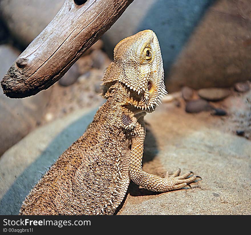 Bearded Dragon 1