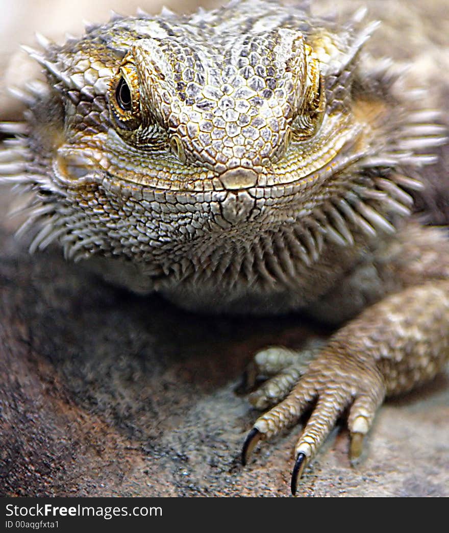 Bearded Dragon 2