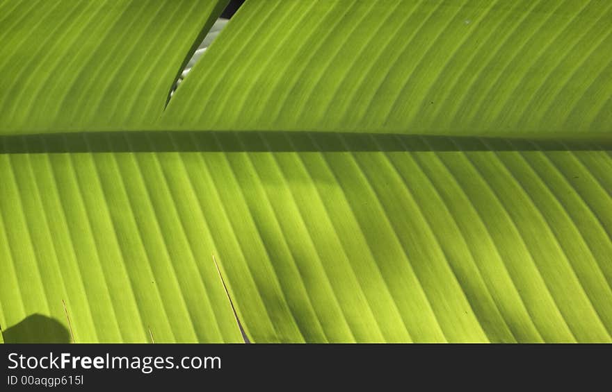 Palm leaf