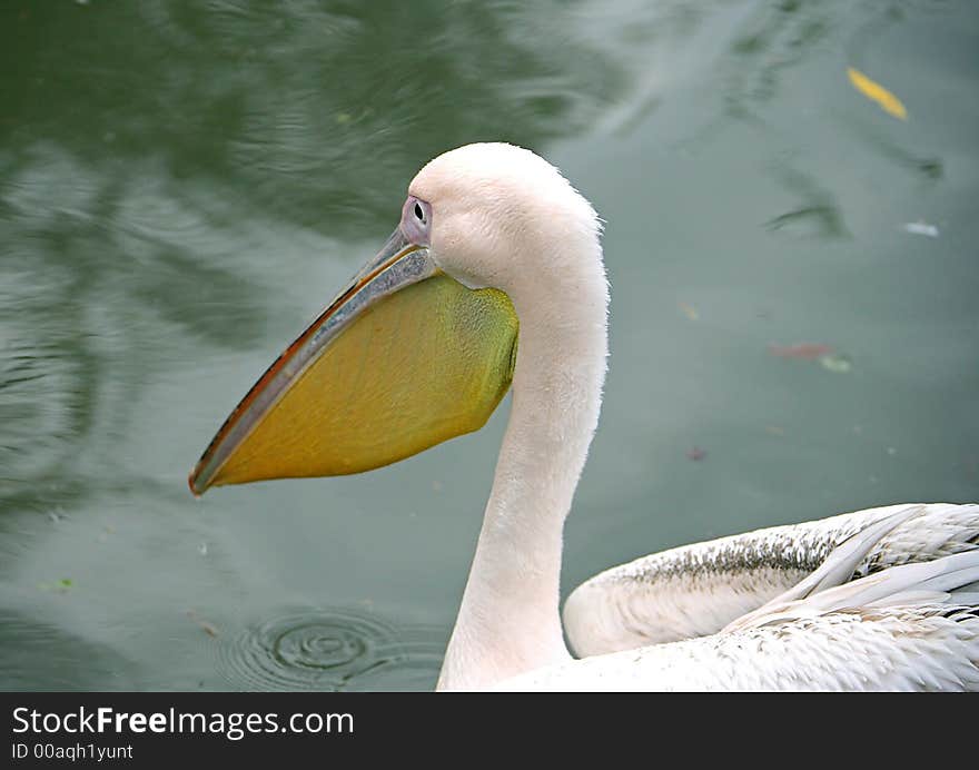 View of Swimming Pink Pelican. View of Swimming Pink Pelican