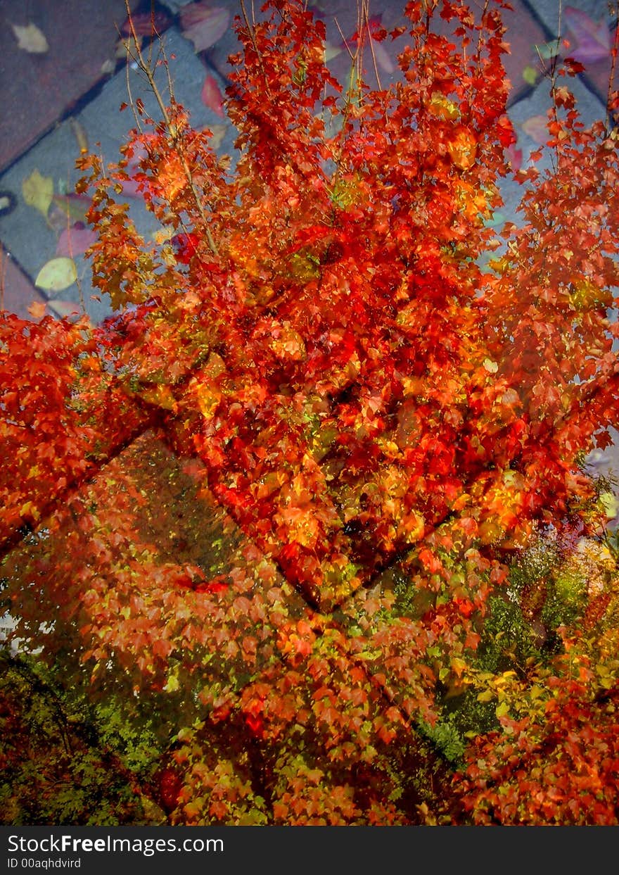 Collage of Fall Colors Tree and Fallen Leaves on a Sidewalk. Collage of Fall Colors Tree and Fallen Leaves on a Sidewalk