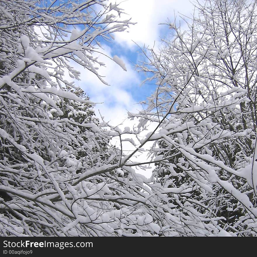 Snowy Branches