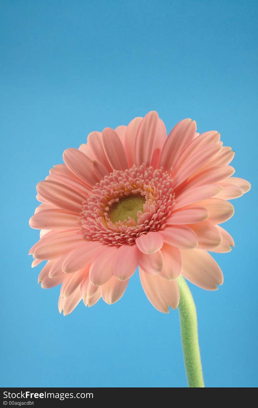 Gerbera