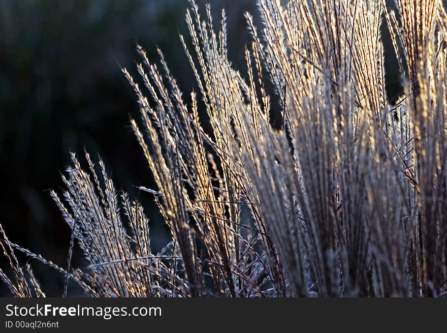 Golden Backlit Grasses