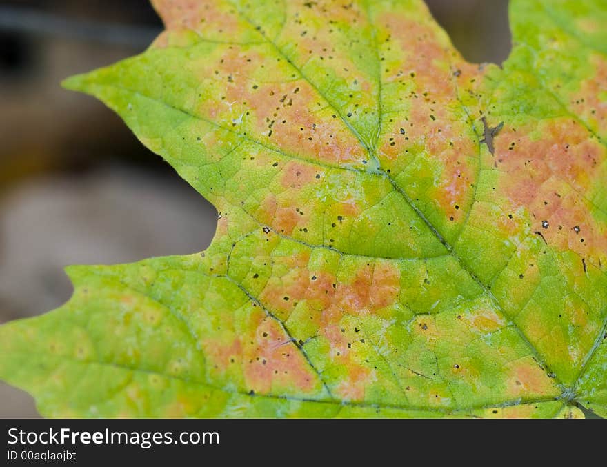 Wet multi-colored autumn leaf against dark background. Wet multi-colored autumn leaf against dark background