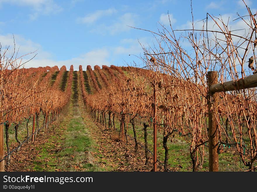 Beautiful, bright, sunny November day in an Oregon vineyard. Beautiful, bright, sunny November day in an Oregon vineyard