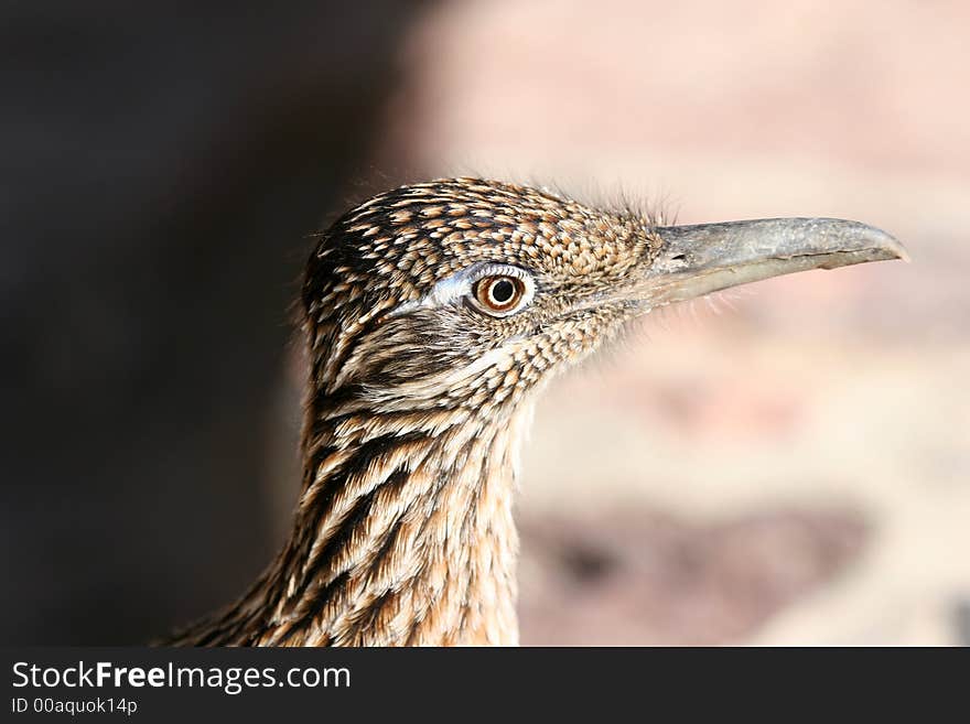 Roadrunner Death Valley