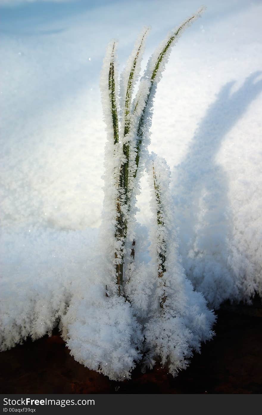 Grass covered by hoar-frost