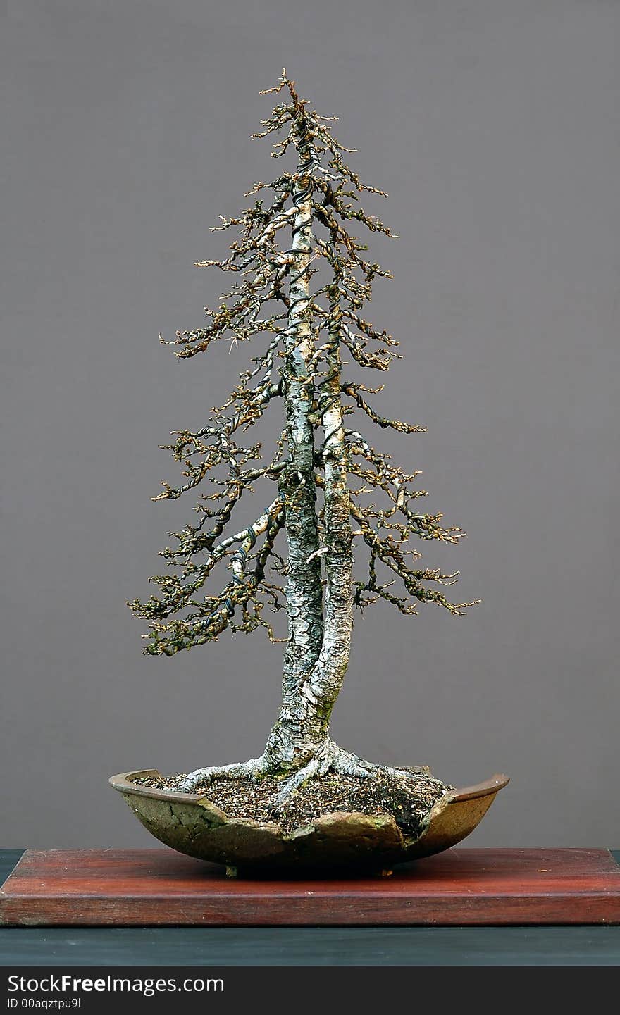 Larch bonsai in winter