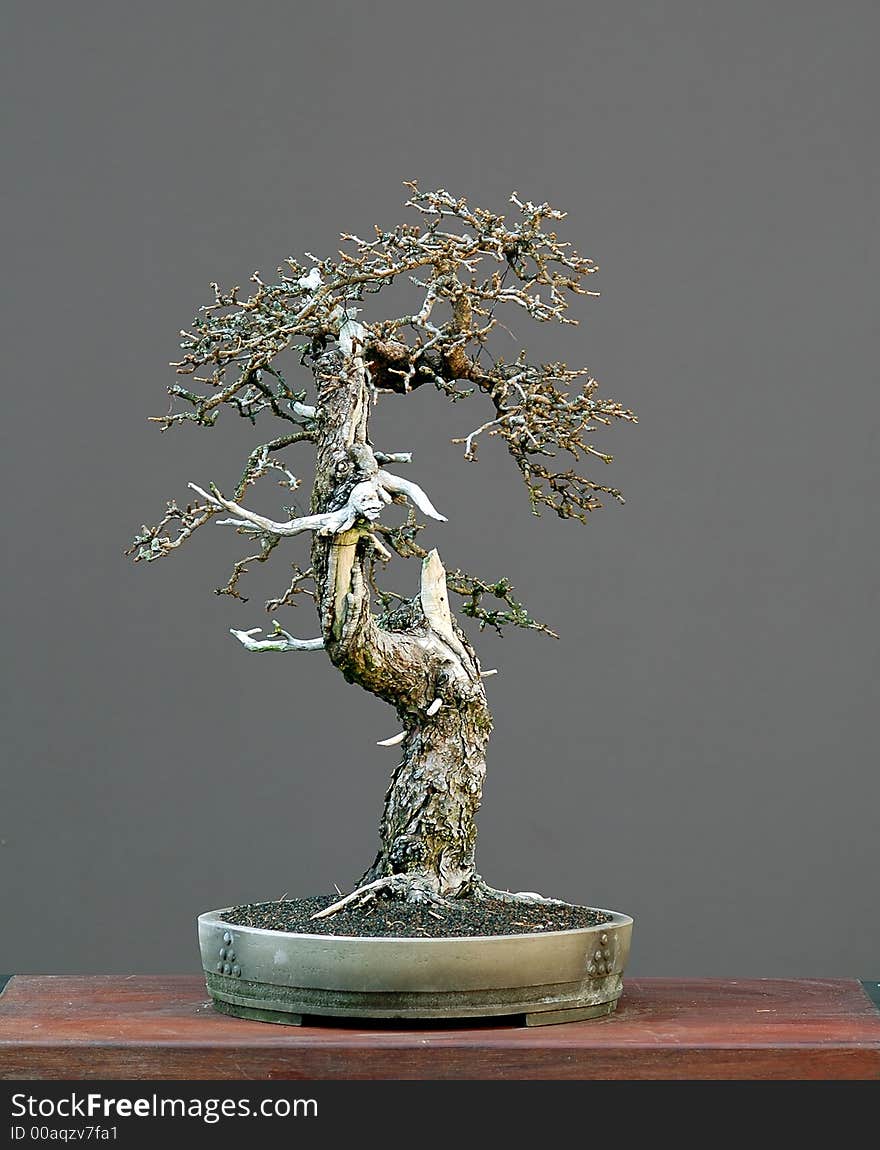 European larch, Larix decidua, 50 cm high, more than 100 years old, collected in Austria, styled by Walter Pall, pot by Derek Aspinall. European larch, Larix decidua, 50 cm high, more than 100 years old, collected in Austria, styled by Walter Pall, pot by Derek Aspinall