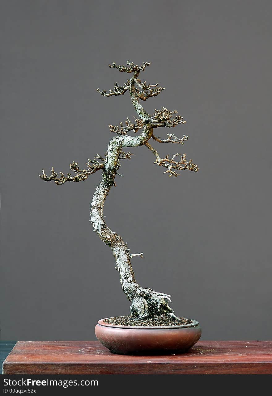 Larch Bonsai In Winter